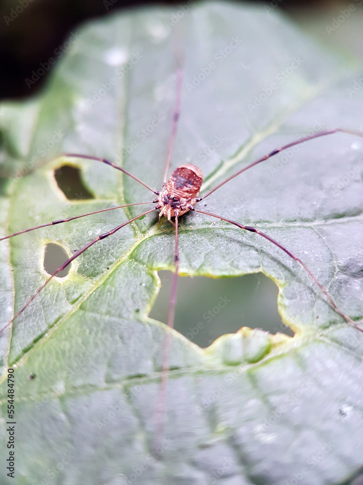 Macro harvestman spider garden leaf Macro harvestman spider garden leaf
