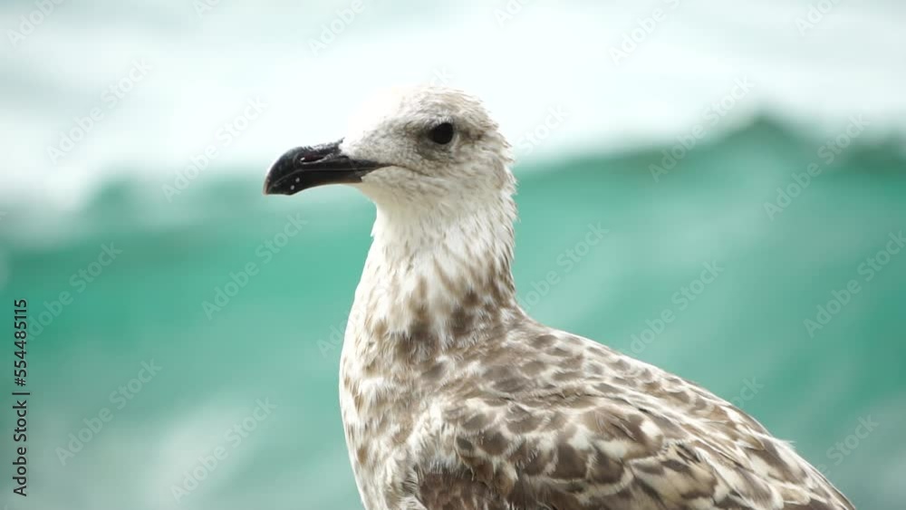 Seagull on the background of the sea close-up. A young seagull stands on the seashore and turns its head. Seagull on the background of the sea close-up. A young seagull stands on the seashore and turns its head.