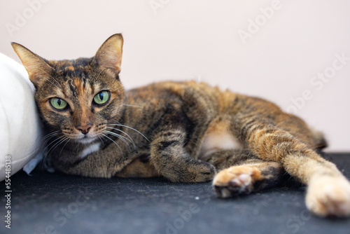 A grey cat lying down leaning against a cushion
