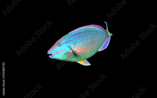 Stoplight Parrotfish on black background