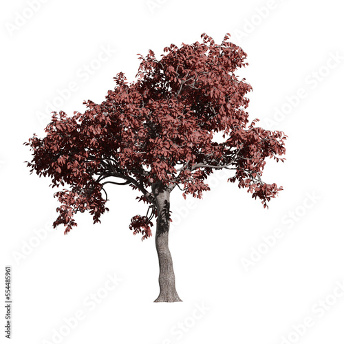 Acer tree