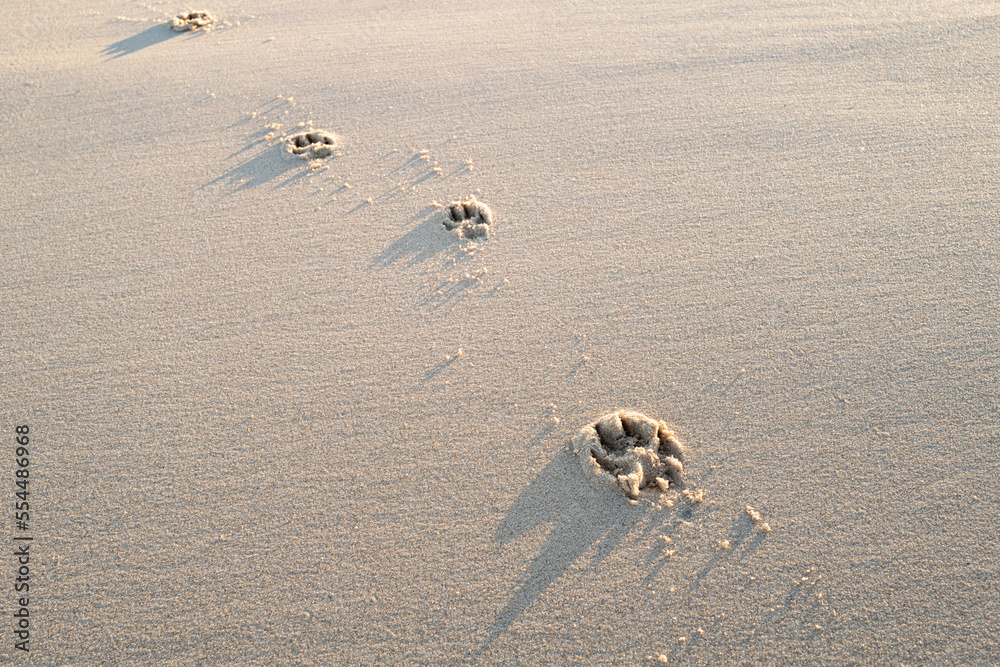 Obraz premium Fresh dog paw prints seen on a deserted winter beach. The dog was let of her leash to go for a beach run.