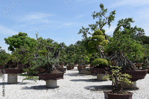 Nong Noch botanischer Garten in Pattaya  Thailand