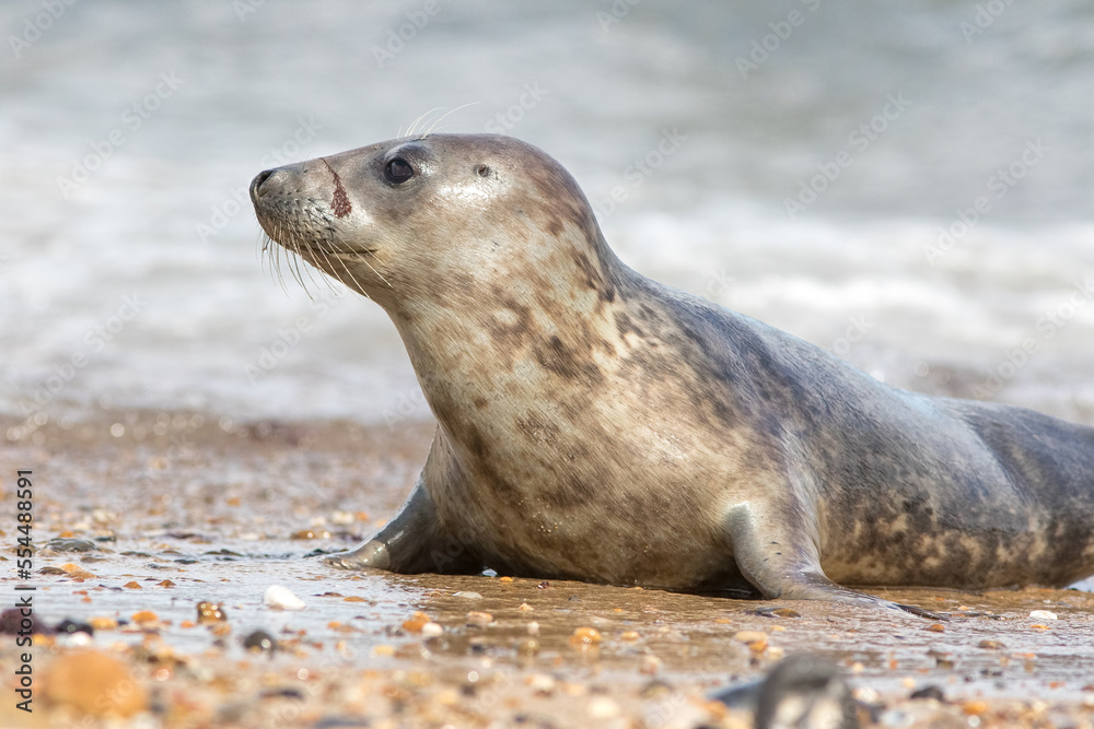 Fototapeta premium Close-up of wild grey seal pup. Cute animal profile image from The Horsey colony Norfolk UK