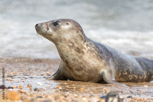 Close-up of wild grey seal pup. Cute animal profile image from The Horsey colony Norfolk UK