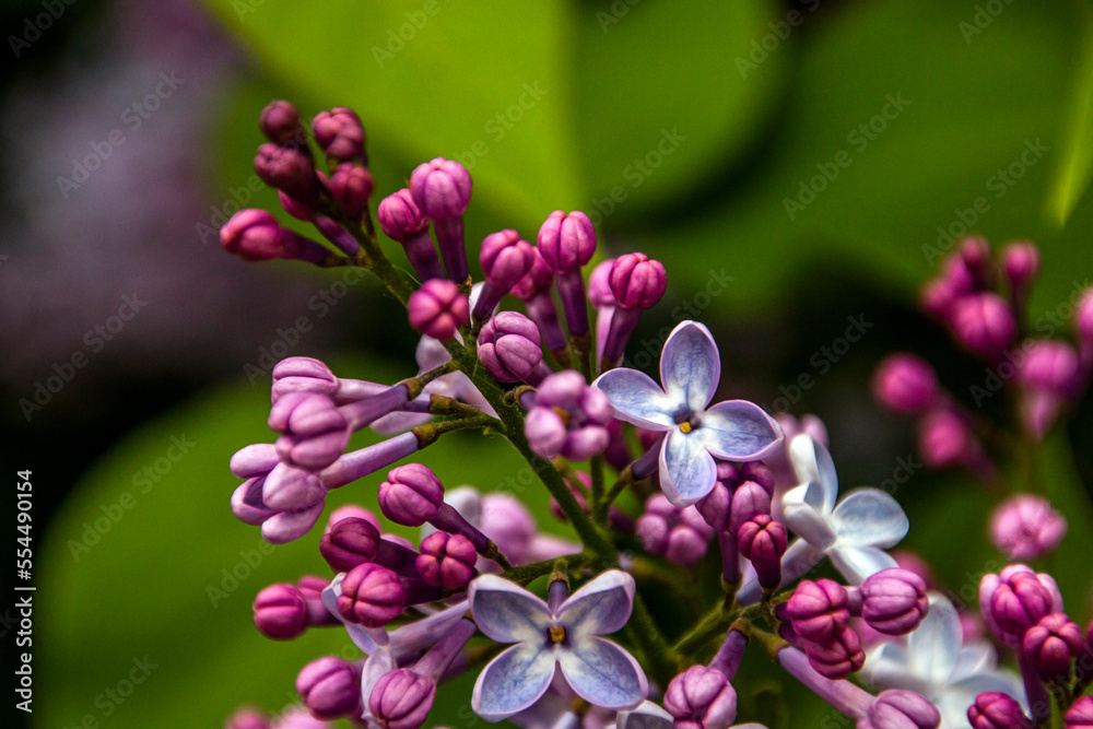 beautiful lilac in spring close up
beautiful lilac in spring close up