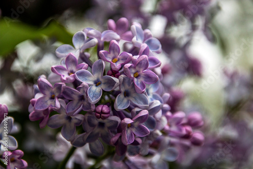 Beautiful light purple lilac in spring