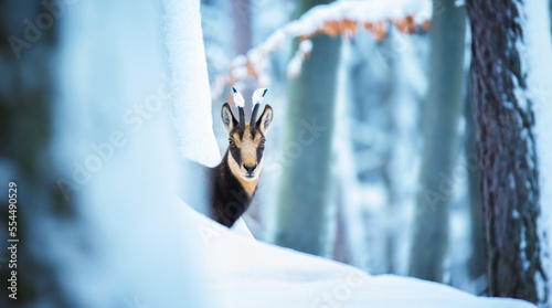 Mountain chamois in the snowy forest of the Luzickych Mountains watching to see if he is safe.