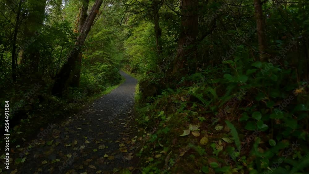 Scenic Hiking Trail in the Rainforest with vibrant green trees. San Josef Bay, Cape Scott Provincial Park, Northern Vancouver Island, BC, Canada. Canadian Nature Background. Cinematic 4k Scenic Hiking Trail in the Rainforest with vibrant green trees. San Josef Bay, Cape Scott Provincial Park, Northern Vancouver Island, BC, Canada. Canadian Nature Background. Cinematic 4k