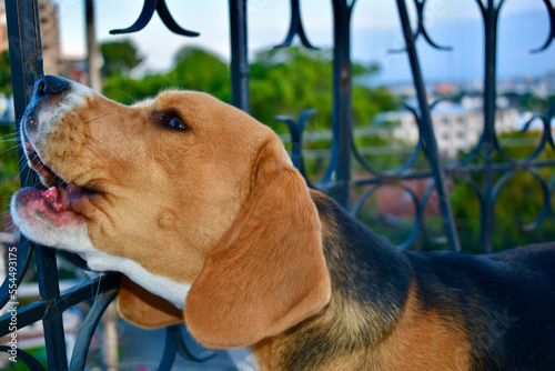 Beagle dog howling