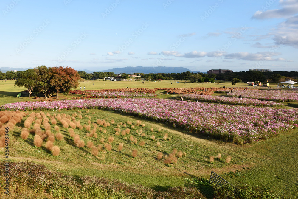 One of Japan's most unique cosmos fields in Fukuoka, colourful pink and red flowers, beautiful scenery