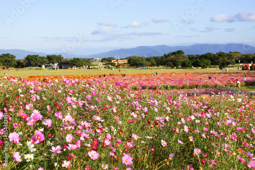 One of Japan's most unique cosmos fields in Fukuoka, colourful pink and red flowers, beautiful scenery