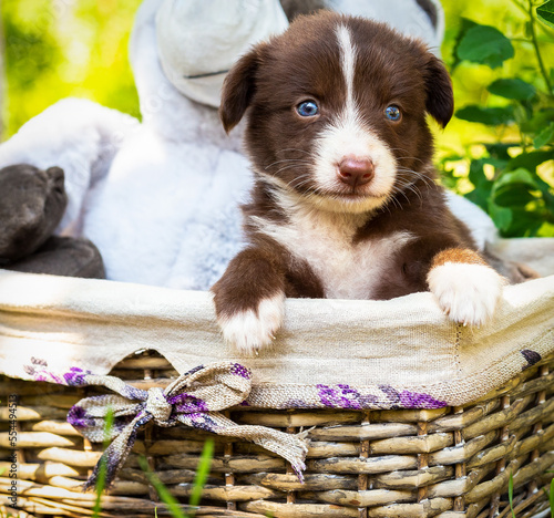 Photography A beautiful puppy sits in a basket with toys in the park in the green grass