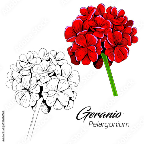 Geranio