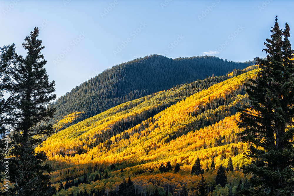 Foreground framing of pine trees in Castle Creek colorful yellow orange red leaves foliage on american aspen trees in Colorado rocky mountains autumn fall peak