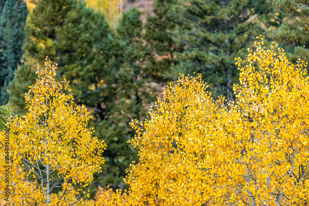 Castle Creek area with closeup view of colorful yellow leaves foliage on american aspen tree in Colorado rocky mountains autumn fall in foreground Castle Creek area with closeup view of colorful yellow leaves foliage on american aspen tree in Colorado rocky mountains autumn fall in foreground