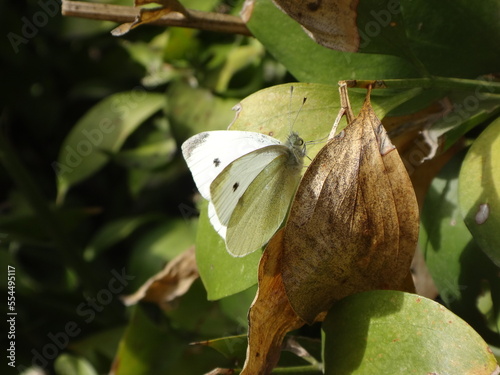 Female small white (Pieris rapae) butterfly resting on a dry leaf