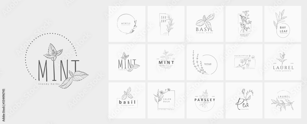 Set of logo with herbs and spices. Botanical floral frame. Hand drawn wedding herb, homeplant with elegant leaves. Botanical rustic trendy greenery vector - obrazy, fototapety, plakaty 