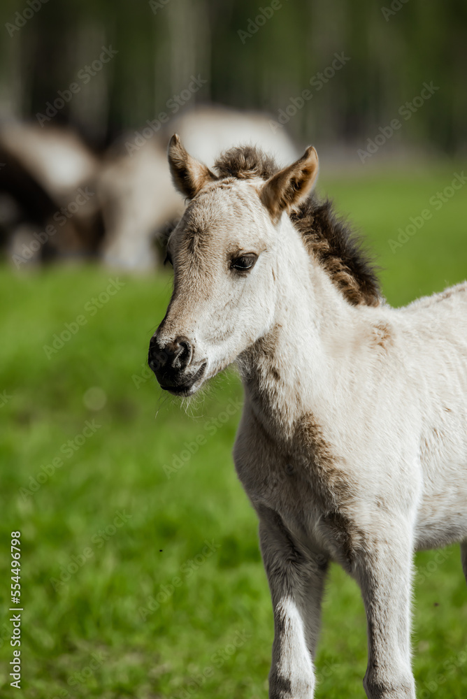 Wild cute horse foal close-up. Tarpan foal portrait. Wildlife. Wild cute horse foal close-up. Tarpan foal portrait. Wildlife.