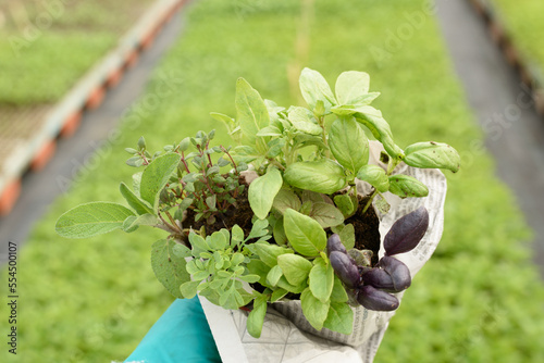 Ramillete de plantas aromáticas como albahaca, ruda, tomillo, salvia... sobre fondo desenfocado