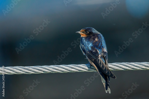 swallows or house martins photo