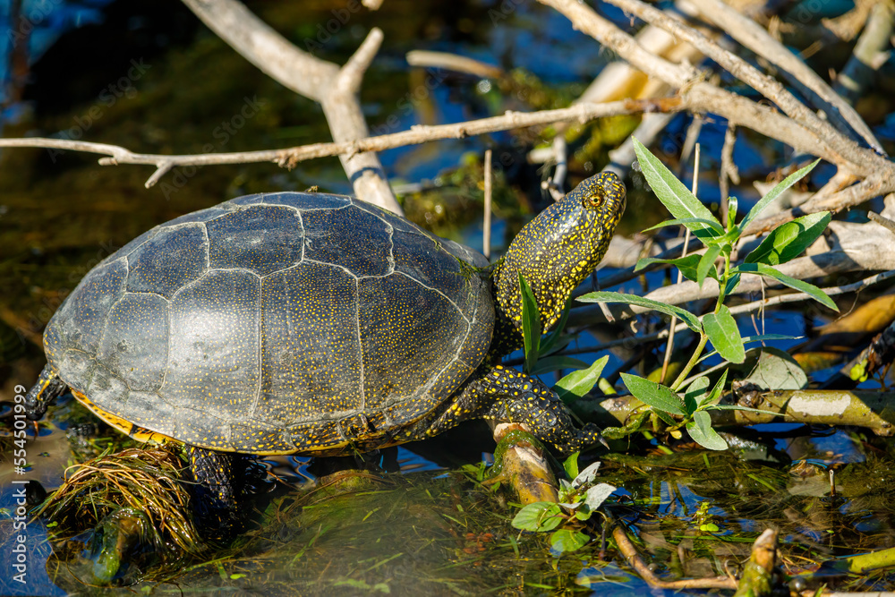 Fototapeta premium A european pond turtle in the swamps of the danube delta