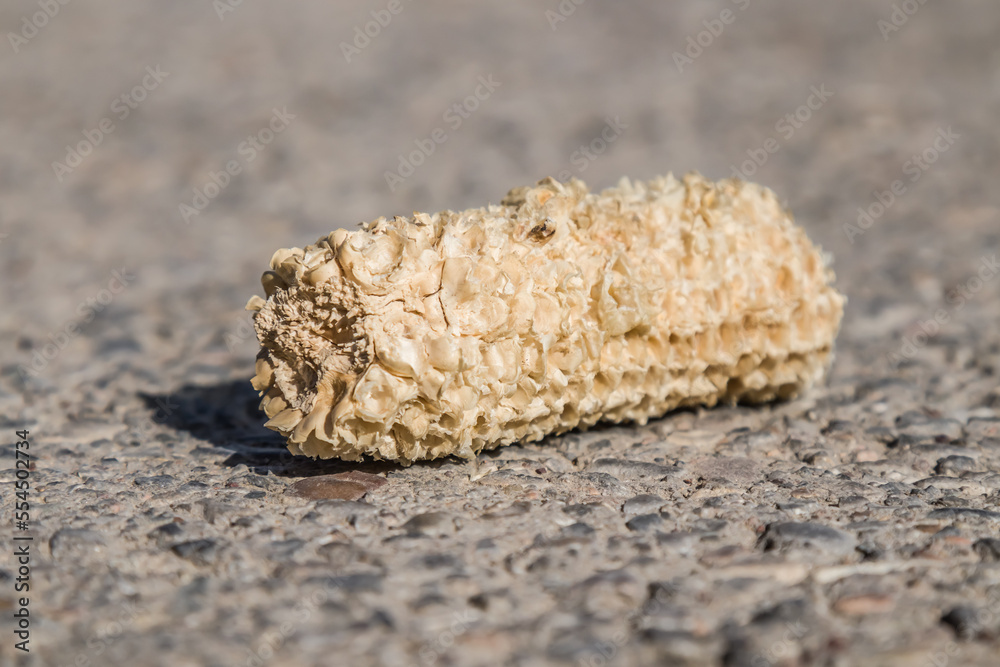 A gnawed corn cob lies on the pavement. Garbage.