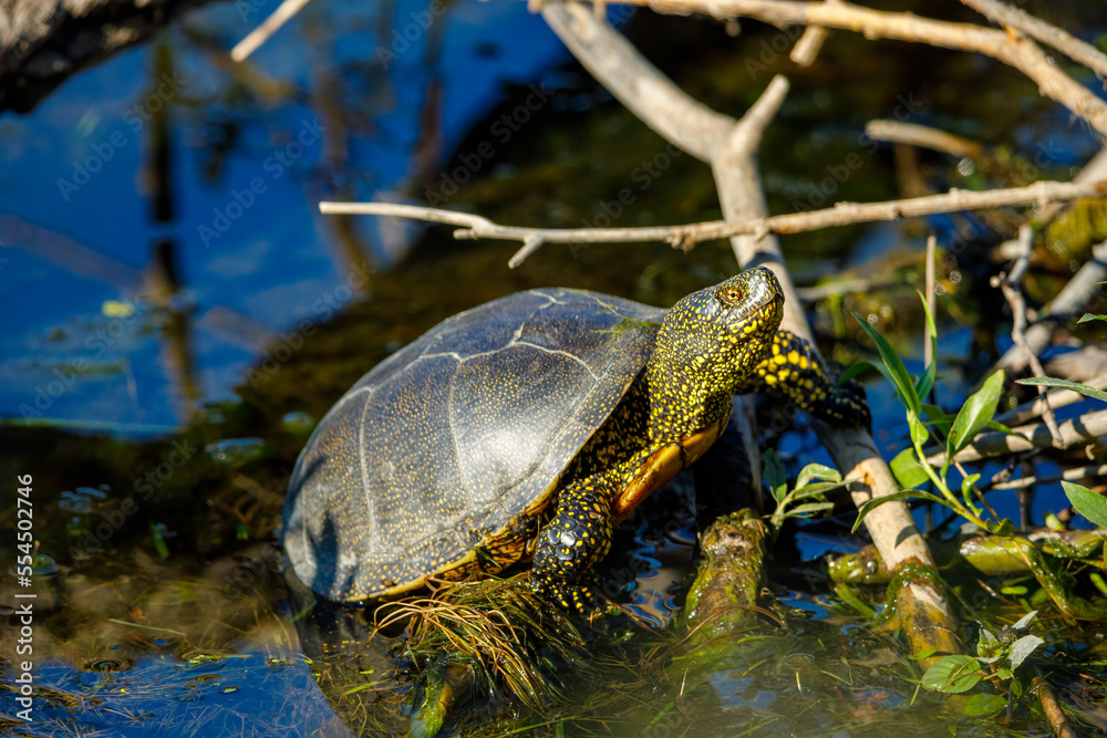 Fototapeta premium A european pond turtle in the swamps of the danube delta