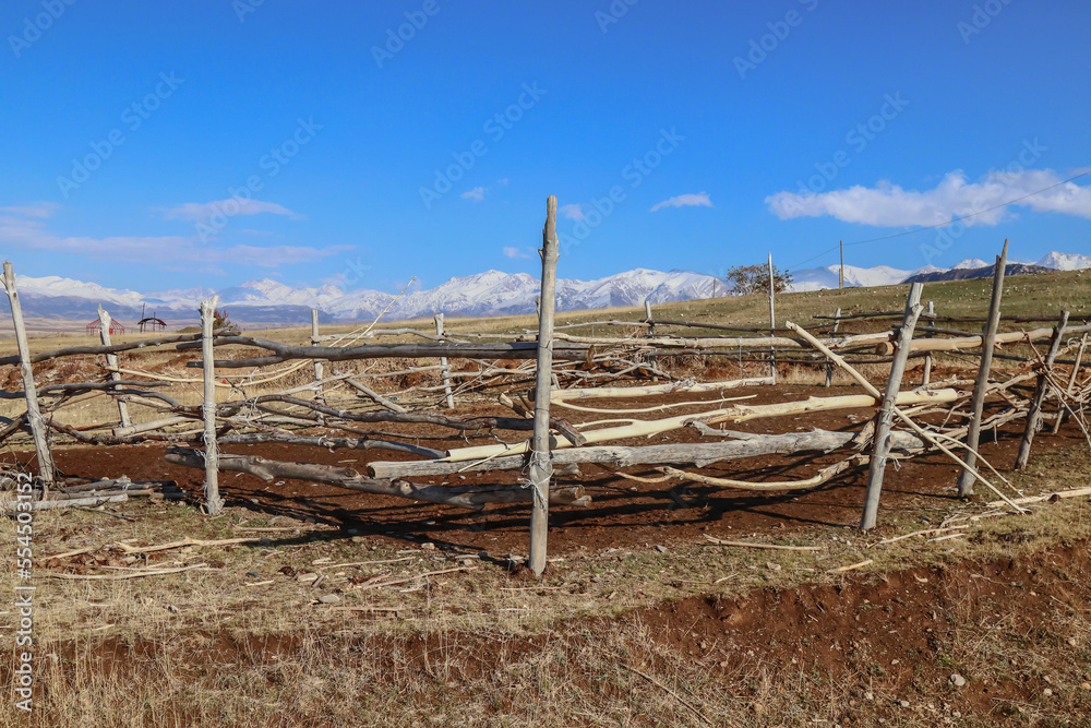 Corral for cattle from poplar trunks. An old wooden fence in the foothills.