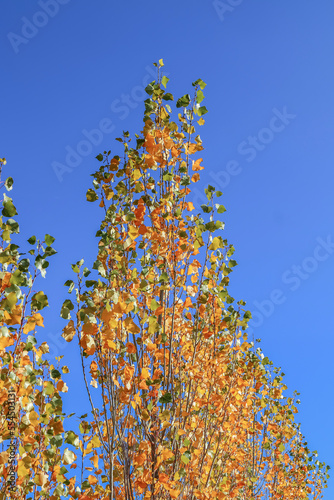 Young poplar trees in autumn in nature