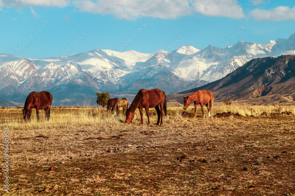 Beautiful horses graze in autumn in a mountainous area against the backdrop of snow-capped mountains.