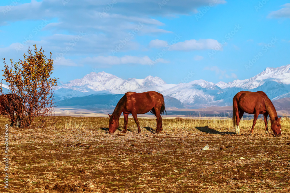 Beautiful horses graze in autumn in a mountainous area against the backdrop of snow-capped mountains.
