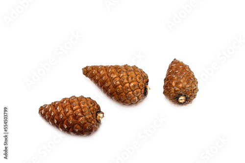 Young pine cones on a white background