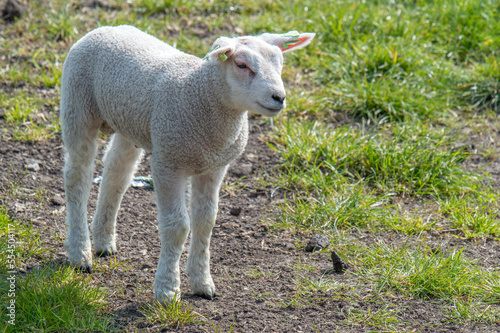 Little Lamb Around Abcoude The Netherlands 2019