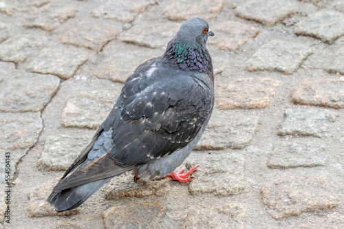 Pigeon At The Dam Square At Amsterdam The Netherlands 2019