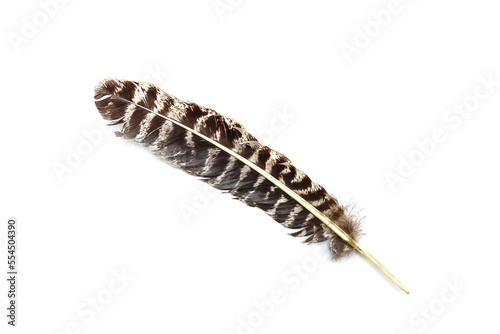 Big beautiful bird feather isolated on white background