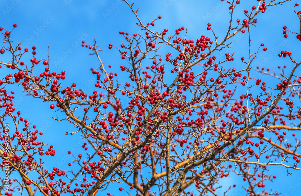 Red fruit of Crataegus monogyna, known as hawthorn or single-seeded hawthorn ( may, mayblossom, maythorn, quickthorn, whitethorn, motherdie, haw ). Branch with Hawthorn berries in garden.