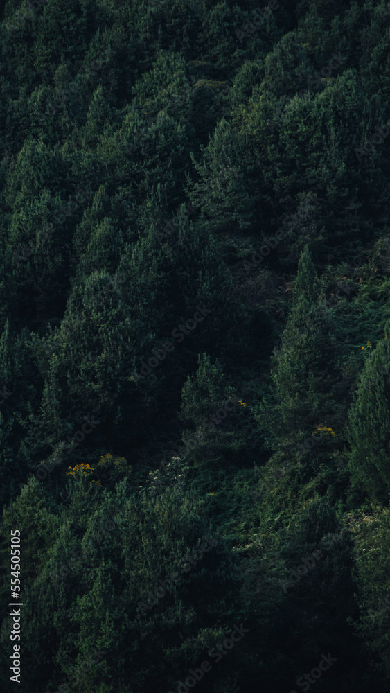 Fototapeta premium bosque de pinos