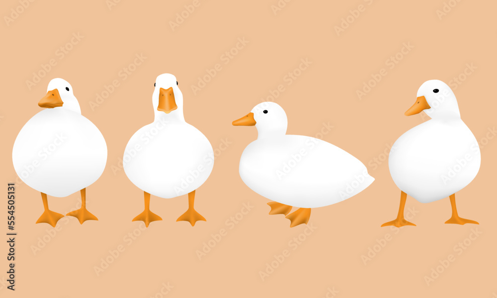 white ducks with various pose white ducks with various pose