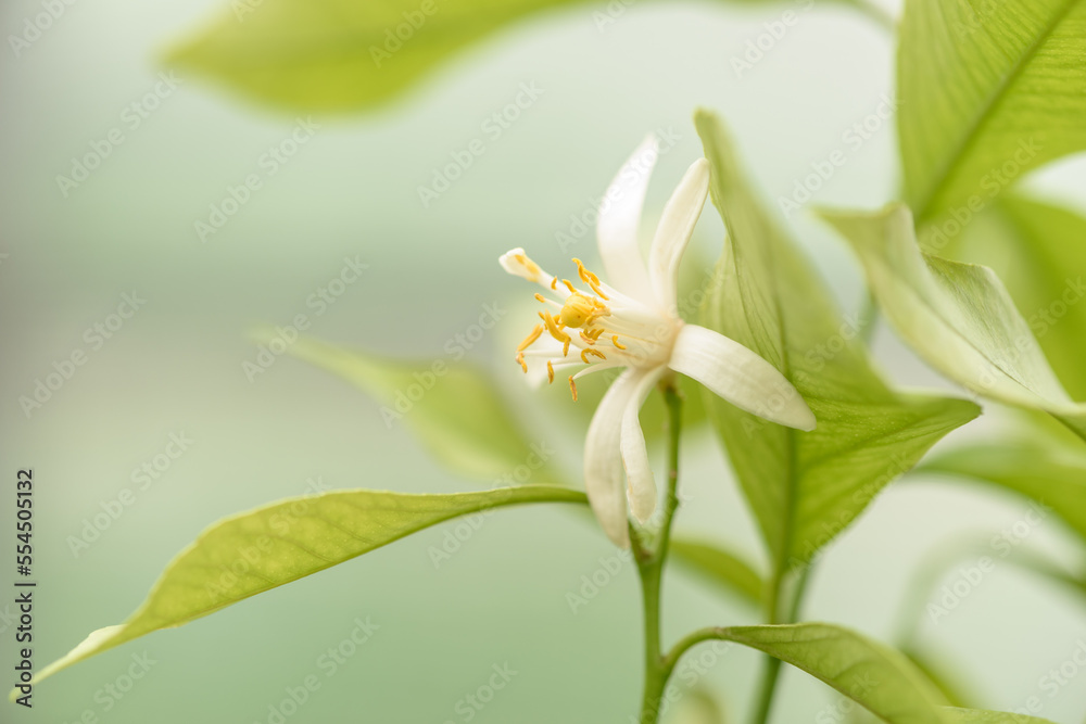 Primer plano de flor de mandarino.