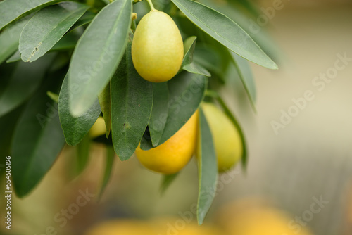 Frutos de limequat en un árbol sobre fondo desenfocado. photo
