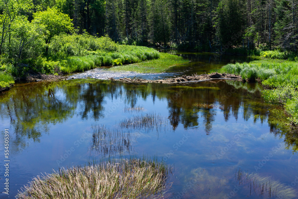Fototapeta premium Dam being built by beavers in rural Maine in the summertime.