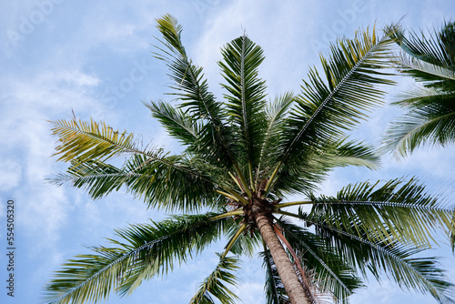 Coconut palms against blue sky.