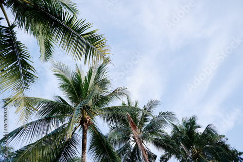 Coconut palms against blue sky.
