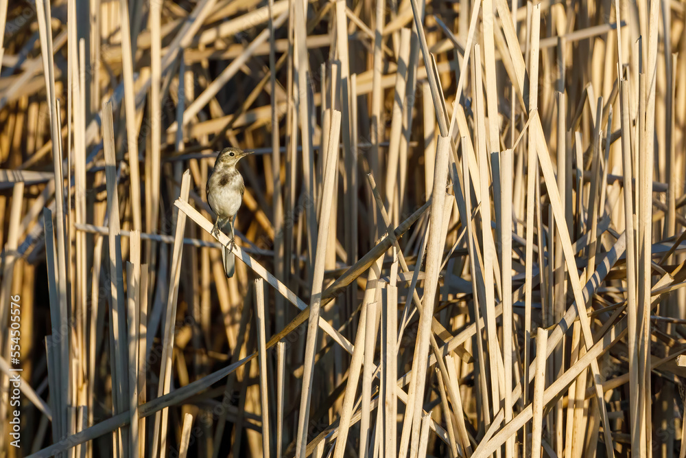 A white wagtail in the danube delta in romania	

