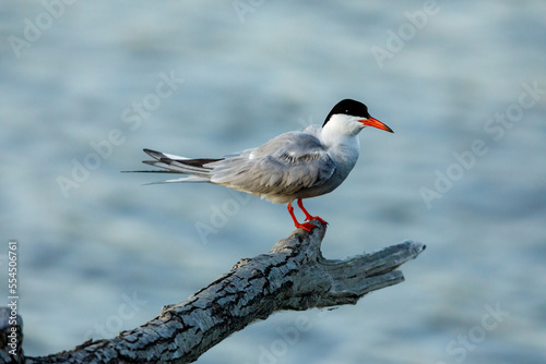 A common tern in the danube delta of romania	 photo