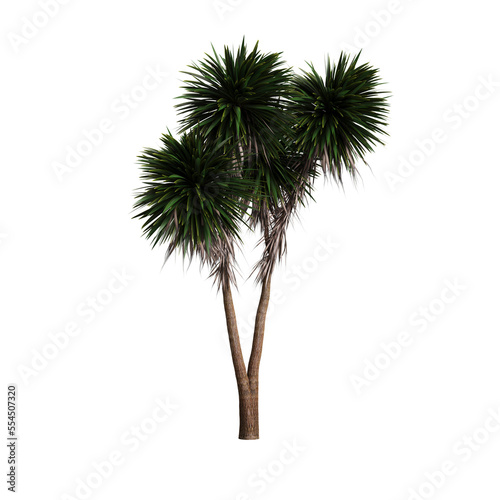 3d illustration of cordyline australis tree isolated on transparent background © TrngPhp