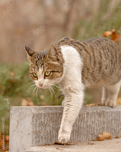 cat in the garden