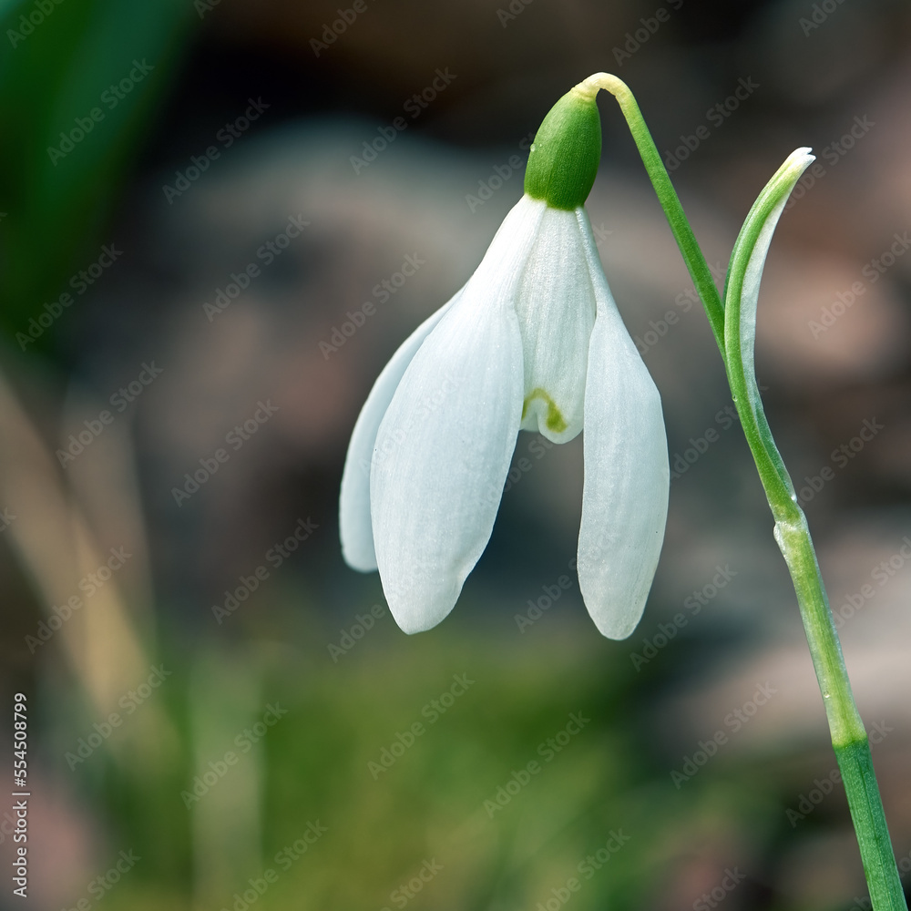 Snowdrop Snowdrop