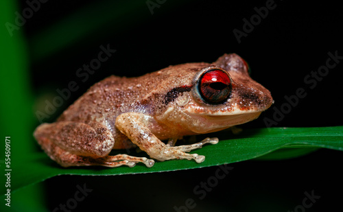 red eyed tree frog coquí churí from puerto rico on leaf in the wild photo